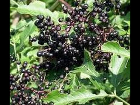 Video: Menyembuhkan Selai Elderberry Hitam: Cara Memasak