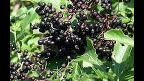ELDERBERRY TINCTURE AND SYRUP