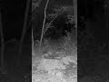 Is This Racoon Injured Look At Its Right Rear Foot Is This Racoon Injured Look At Its Right Rear Foot
