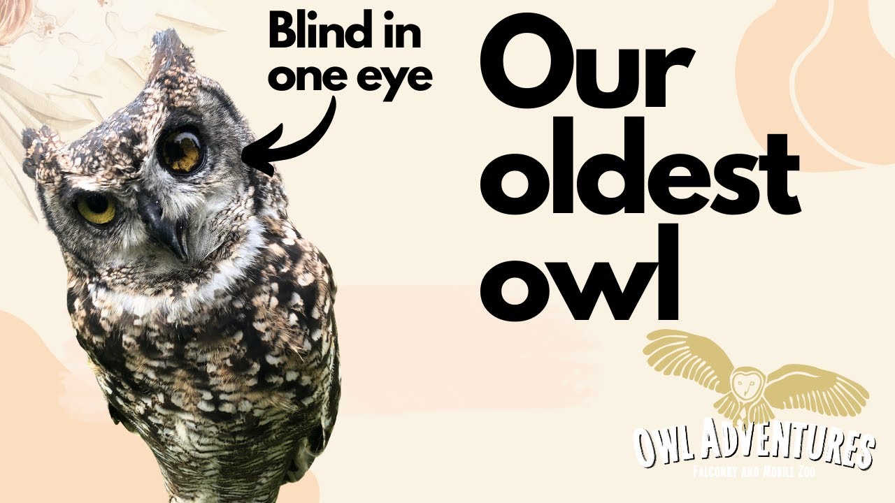 Introducing 'Olive' the African Spotted Eagle Owl