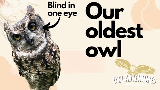 Introducing Olive The African Spotted Eagle Owl