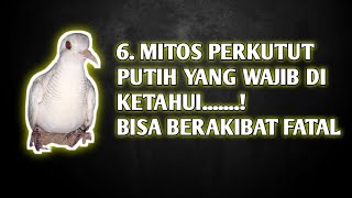 6.MITOS PERKUTUT PUTIH YANG WAJIB DI KETAHUI......!