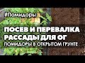 🌱 🍅 #1 Помидоры в открытом грунте от и до | Сорта. Посев. Перевалка рассады.