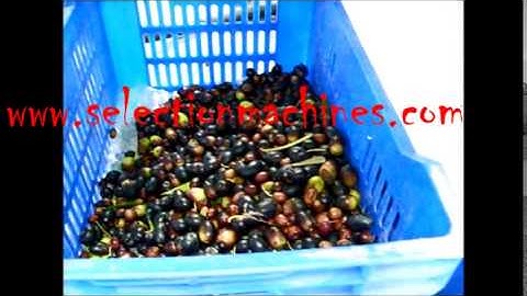 olive color sorting machine - ( www.selectionmachines.com )
