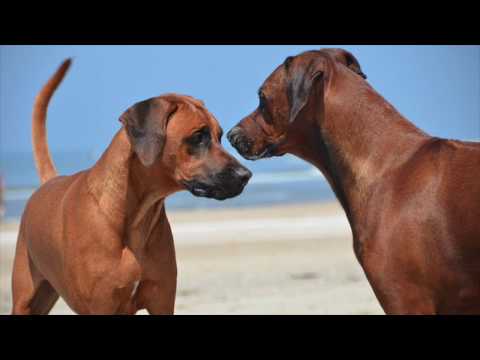 Video: Hoe De Staart Bij Honden Te Stoppen?