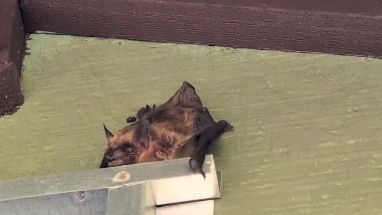California myotis (probably) in Scotts Valley CA. Bat flew soon after video taken