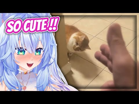 LOOK AT THE LITTLE GOOBER!!! | Mifuyu Reacts to UNUSUAL MEMES COMPILATION V356