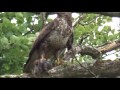 Buzzard with rabbit for lunch at Llanerchaeron June 2017