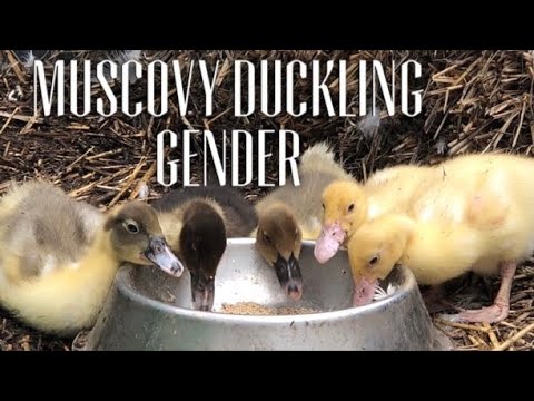 MUSCOVY DUCKLINGS BOYS OR GIRLS - Muscovy Duck Gender