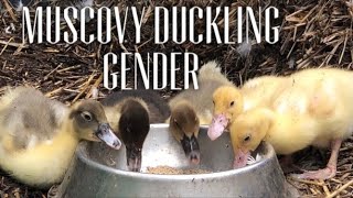 MUSCOVY DUCKLINGS BOYS OR GIRLS  Muscovy Duck Gender / Ducks