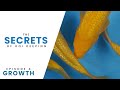 The secrets of koi keeping  episode 4  growth