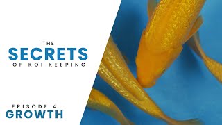 The Secrets Of Koi Keeping | Episode 4 | Growth