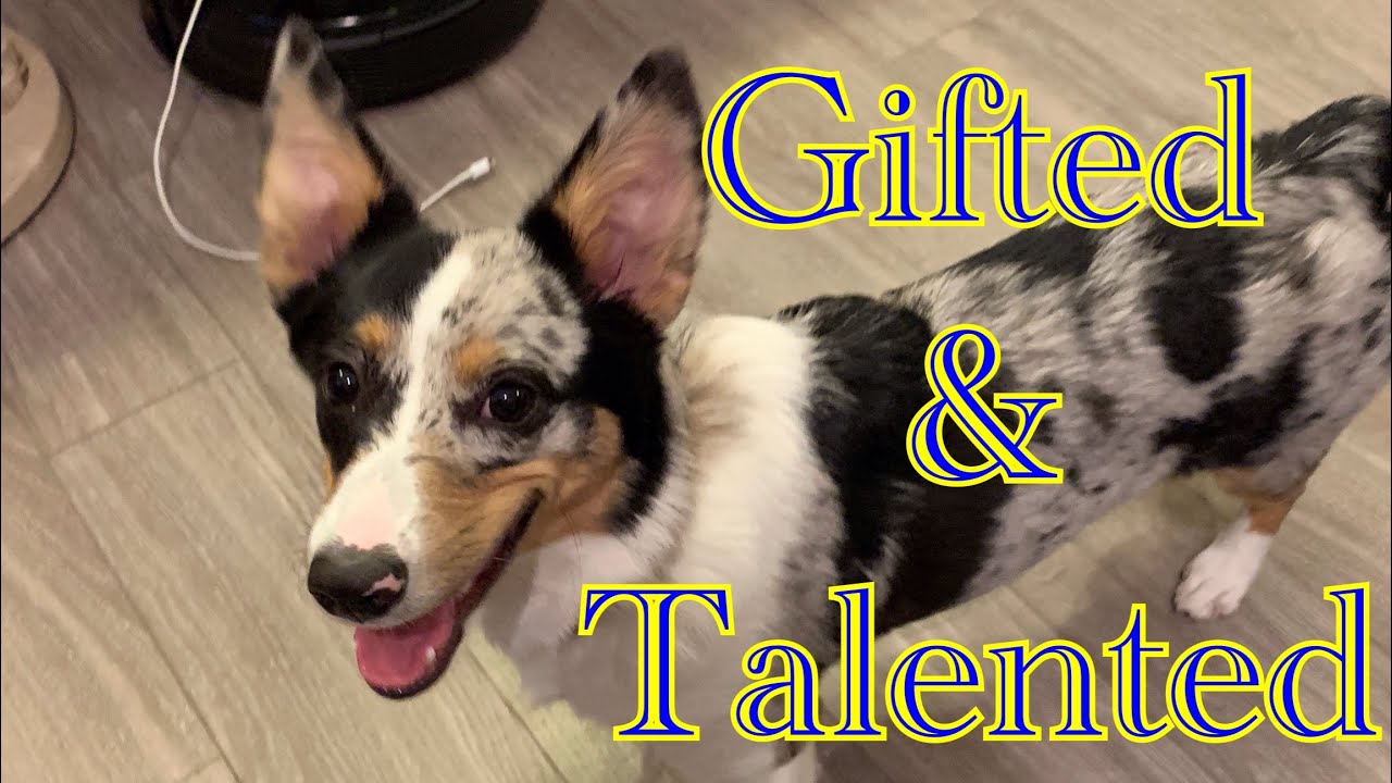 1st Off Leash Training Class W/A GIFTED High Energy Auggie Puppy