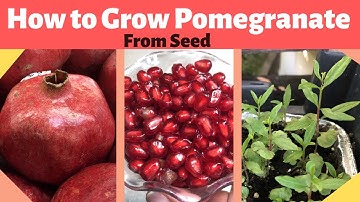 How to Grow Pomegranate from Seed
