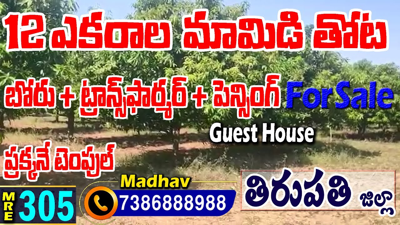 12 Acres Mango Farm Land For Sale || Tirupati District|| 7386888988 || 