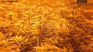 Battle of California - AN vs CYCO - OG Kush Grow - Day 19 of Flower