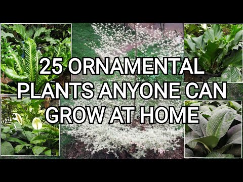 Easy to Grow Ornamental Plants | Plants in the Philippines