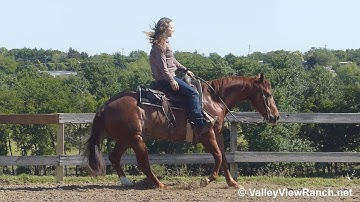 Rex Named Sioux - easy jog, smooth lope-offs, stops, spins! - ValleyViewRanch.net