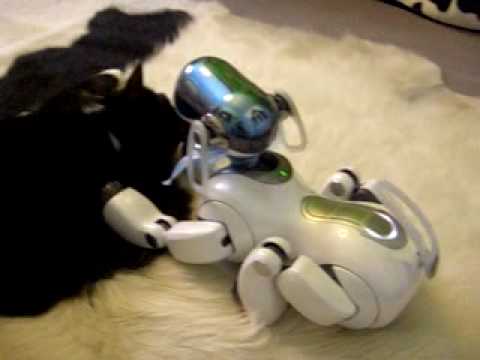 Aibo wird überrascht...das war kein Teppich