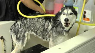 Mishka Sings in the Shower!  Siberian Husky Bath