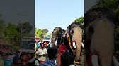 Pampadi Rajan One Of Kerala S Tallest Elephants Seeks Blessings At Padmanabhaswamy Temple Youtube Pampadi Rajan One Of Kerala S Tallest Elephants Seeks Blessings At Padmanabhaswamy Temple Youtube