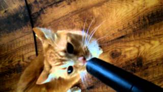 Lucky kitty loves the vacuum copyright FJ Thomas