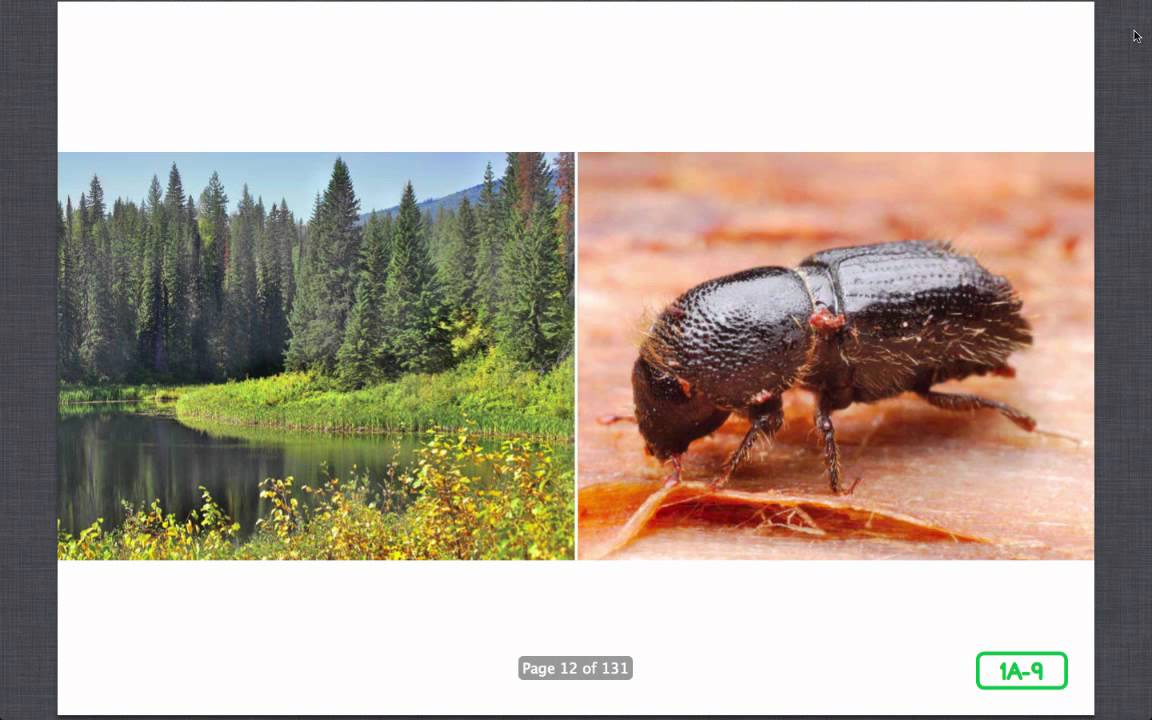 Lesson 1, Insects Everywhere YouTube