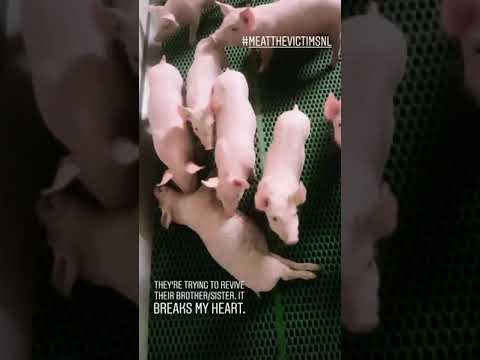Video niet gevonden.