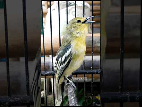 sirtu gacor nyiul #sarjanakicau #sirtu #birds