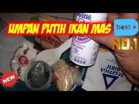 umpan-putih-ikan-mas-bikin-joran-jadi-liar