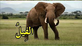 Download Lagu LAGU ARAB TAJUK BINATANG KAFA TAHUN 3 MP3