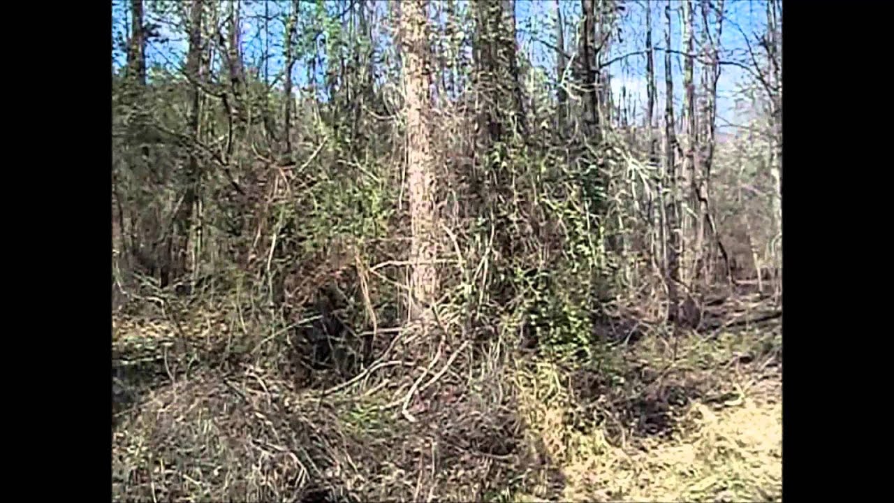 Yalobusha Co MS 53 ac Hunting Land YouTube