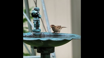 House Sparrow Taking A Sip Of Water - #shorts
