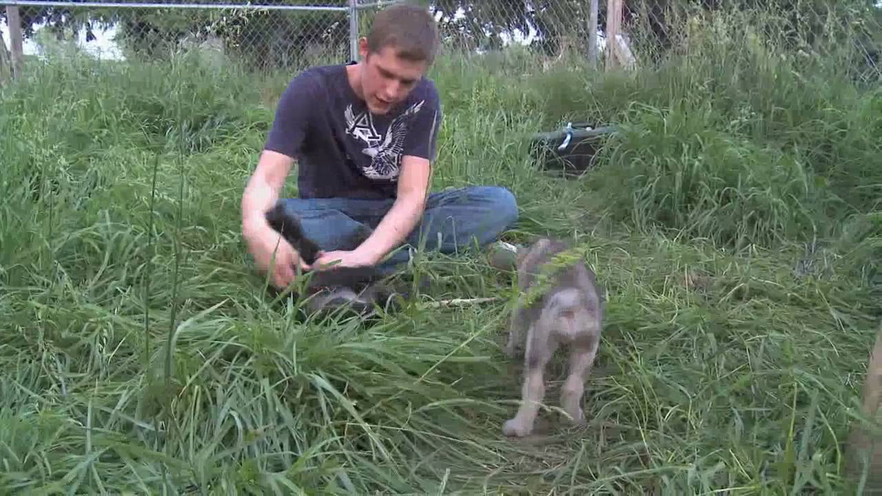 Wolf Park Week - May 30, 2010 - Part 3