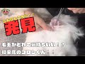 お家トリミングだったビジョンフリーゼの初トリミングサロン