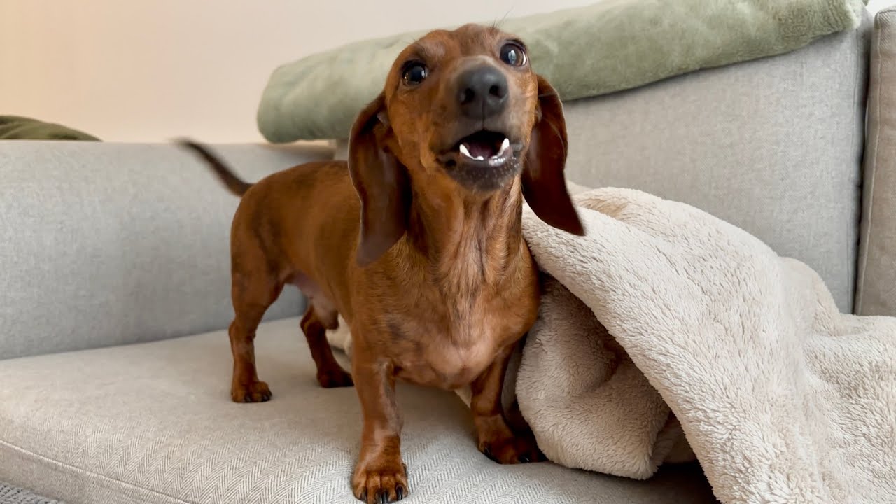 Mini dachshund goes bananas for his new dog treats!