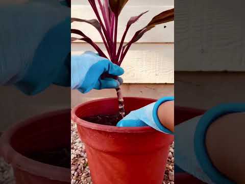 Video: Tips Para sa Overwintering Dracaena Plants: Matuto Tungkol sa Dracaena Cold Tolerance