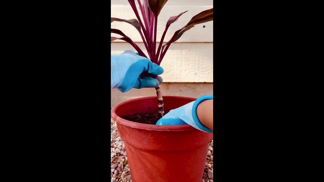 How To Propagate Ti Plant From Cuttings YouTube How To Propagate Ti Plant From Cuttings YouTube