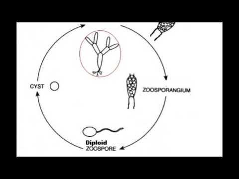 Chytridiomycota