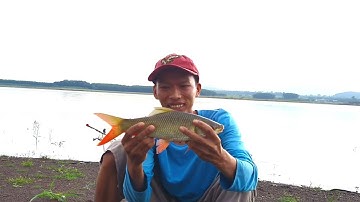 🎣Fishing | Câu Lăng Xê | Câu Cá Trôi ở Hồ Gia Ui | Mồi Câu Ngũ Cốc | Đam Mê Câu Cá