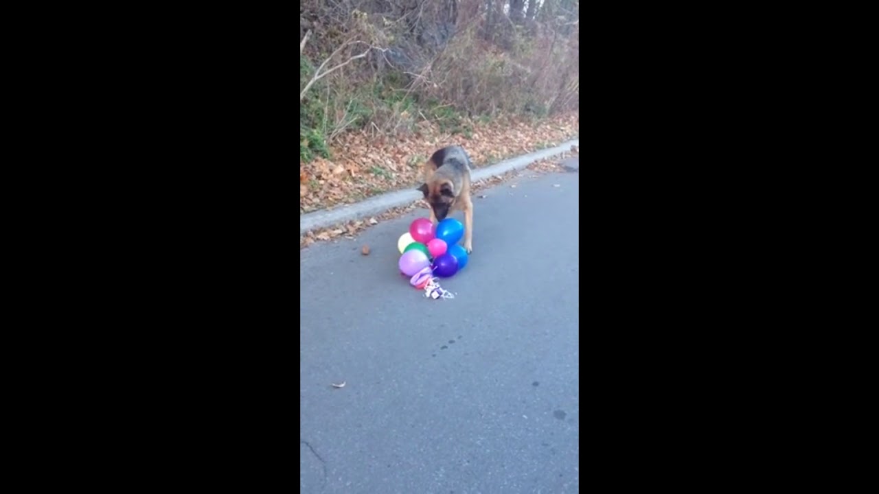 rumble video upload Dog Loves Popping Balloons