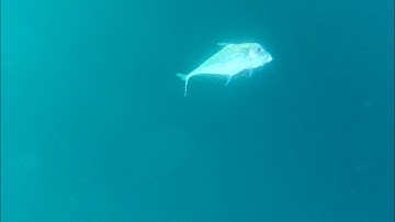 Câu Cá Côn Đảo | Chuyến câu cuối năm kéo cả bầy cá bè | Thích Câu Cá #fishing #jigging #cauca