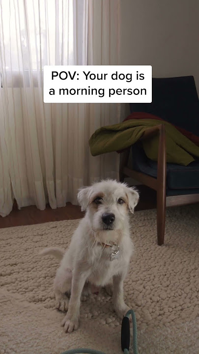 Spot, meet Spot. 🐾⏰ Check out the all-new Echo Spot today!
