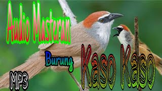 Masteran Burung Kaso Kaso // Audio Burung Kicau
