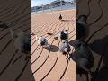 Étape 63 Playa de Guadamía - Ribadesella 🕊😺 #caminodelacosta