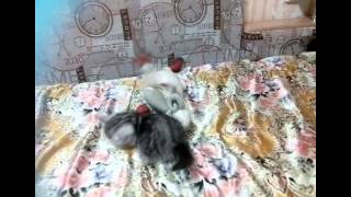 Экзотические короткошерстные котята от титулованных родителей (продажа) Экзотические короткошерстные котята от титулованных родителей (продажа)
