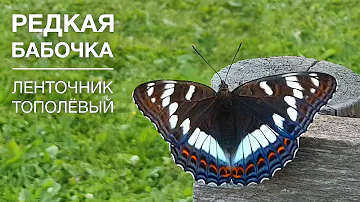 Редкая бабочка - Ленточник тополевый - limenitis populi