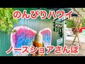【久々のノースショアさんぽ】みんな大好きハレイワタウンをグルっと一周🌈大人気の名店の様子や新しいお店も発見。