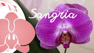 Орхідея фаленопсис Sangria у День закоханих