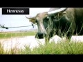ភ្លេចខ្នងក្របី (Simon Tharo) BIGMAN VCD Vol.05